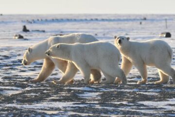 27 февраля отмечают Международный день полярного медведя