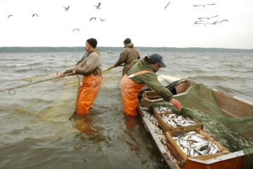 На севере края ряд предприятий не оформляли ветеринарные документы на выловленную рыбу