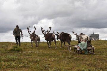 Пятилетний запрет охоты на северного оленя предложили ввести на Таймыре