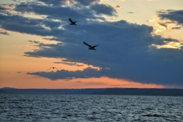 Пресные воды продолжат распространяться в арктических морях