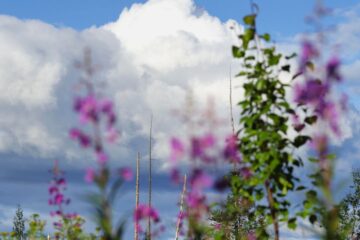 На Таймыре поспел иван-чай – здоровье и тепло от северной природы