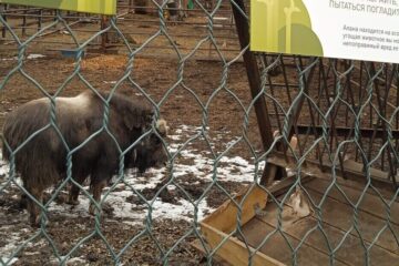 Овцебыки Алана и Таймыр подружились