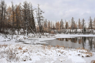 В Красноярске создали стройматериал для Арктики из опилок