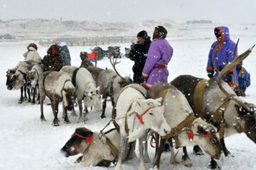 Более 2100 таймырцев получили выплаты за оленеводство и рыболовство