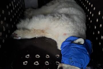 Белую медведицу, напавшую на рыболовов на Таймыре, поймали после многодневных поисков
