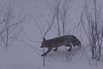 После появления лисицы у домов в Талнахе ученые напомнили о рисках