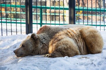 Первый вестник весны: медведи проснулись в «Роевом ручье»