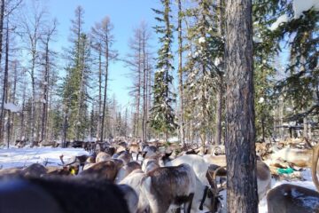 Северяне из поселка Суринда отметили День оленевода в тайге