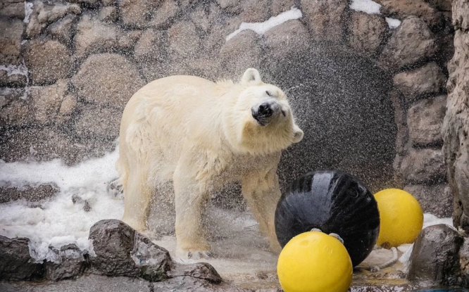 Брызги и радость: белые медведи «Роева ручья» открыли купальный сезон