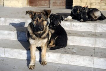 На двоих детей, гулявших в районе мемориалов горы Шмидта, напали бродячие собаки