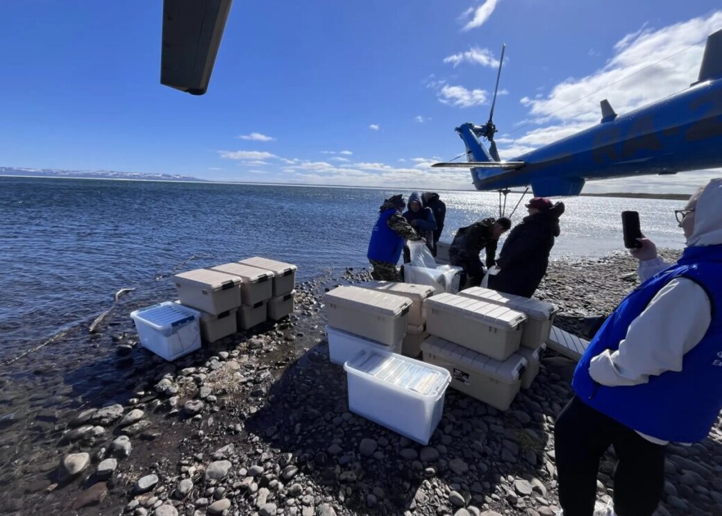 Компания «Норникель» выпустила в озеро Кета более 55 тысяч мальков нельмы