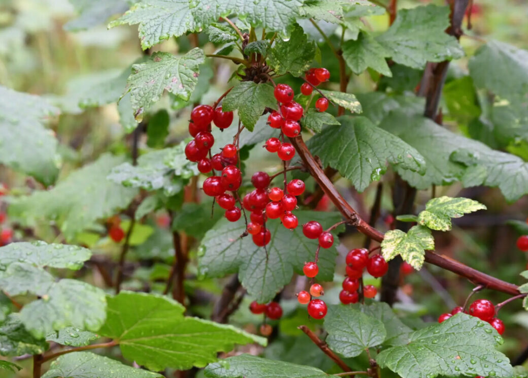 Роспотребнадзор перечислил ошибки при сборе ягод, из‑за которых они теряют вкус и пользу