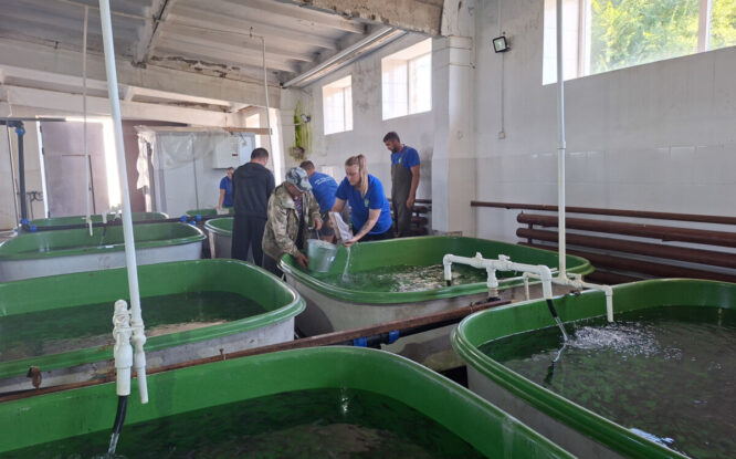 30 тысяч мальков осетра выпустили в Енисей: «Норильсктрансгаз» поддержал экосистему реки
